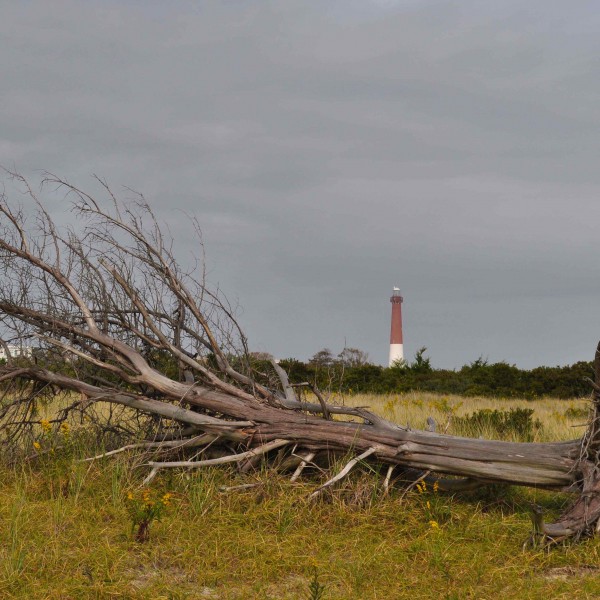 lighthousetreegoodone